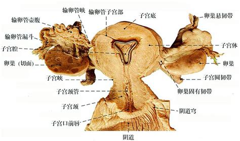 女人洞|阴道（女性生殖器官）